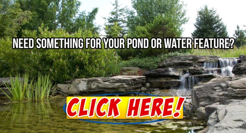Buy pond suppies